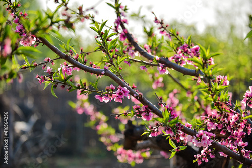 In spring, the peach trees in the peach garden are in full bloom