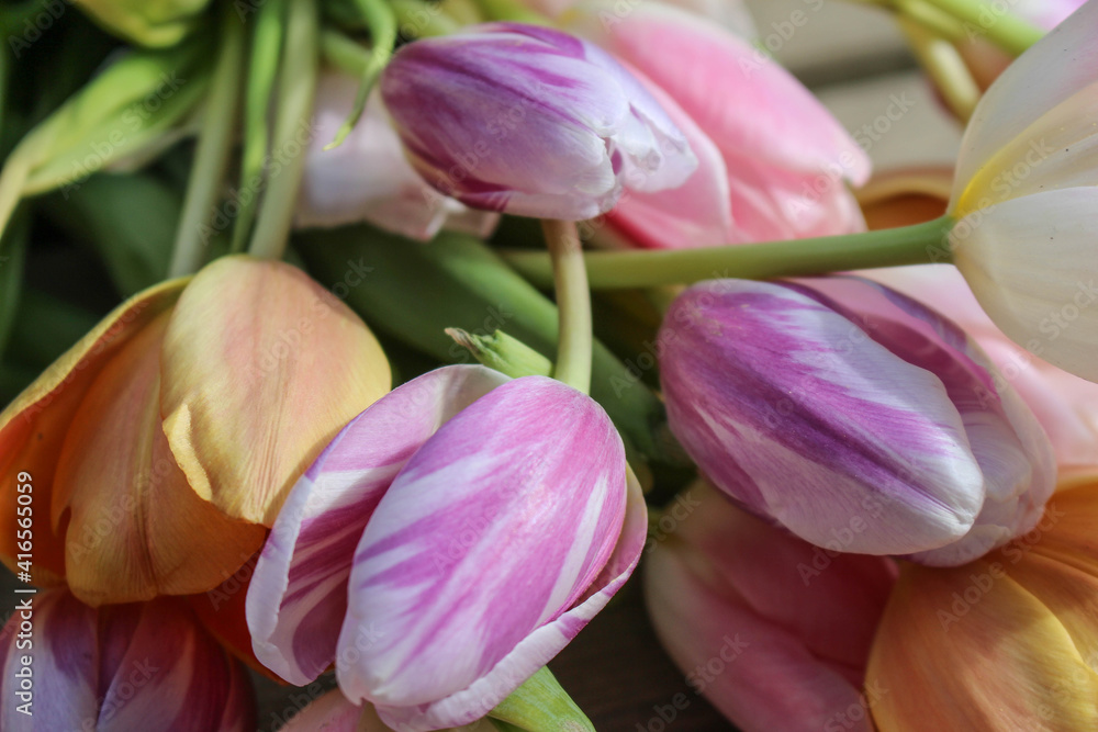 Fototapeta premium colorful tulips in spring pastel color background
