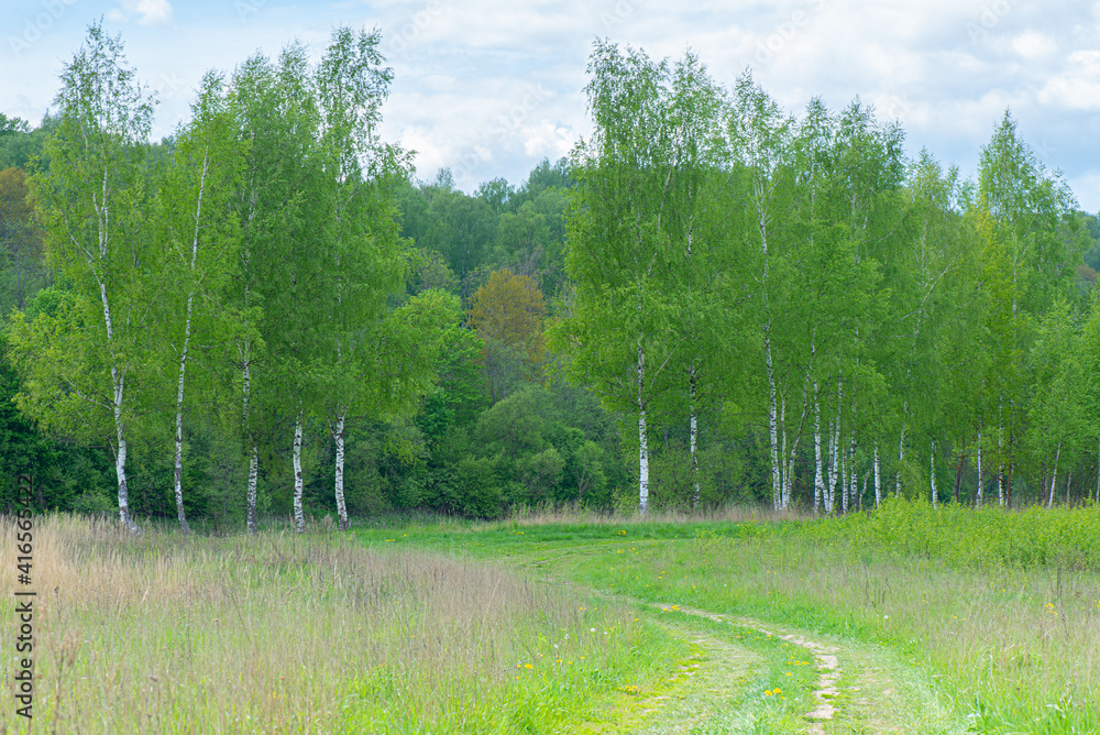 Panoramic view of the birch grove