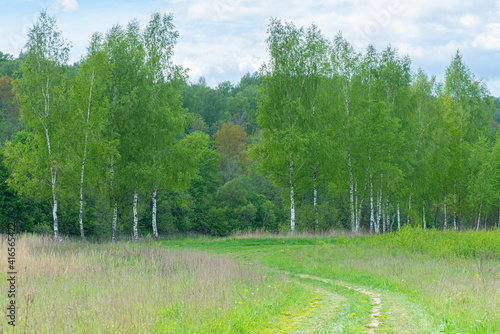 Obraz na płótnie Panoramic view of the birch grove w salonie