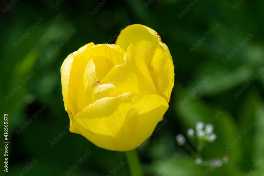 Yellow tulip on a background of green foliage. Close up Yellow tulip on a background of green foliage. Close up