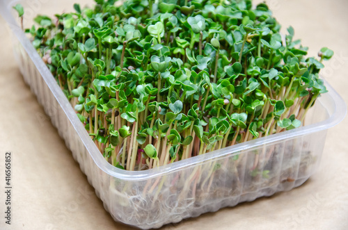 Close up stems and roots of germinating radish microgreen seeds through linen mat in plastic container. Kit for growing microgreens at home. DIY. Step by step instructions. Day 6-7. Step 12.