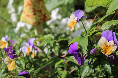 horned violet in garden with sunshine close up