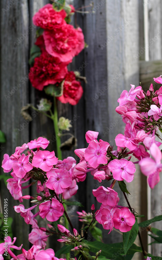 pink phlox and red hollyhock in garden