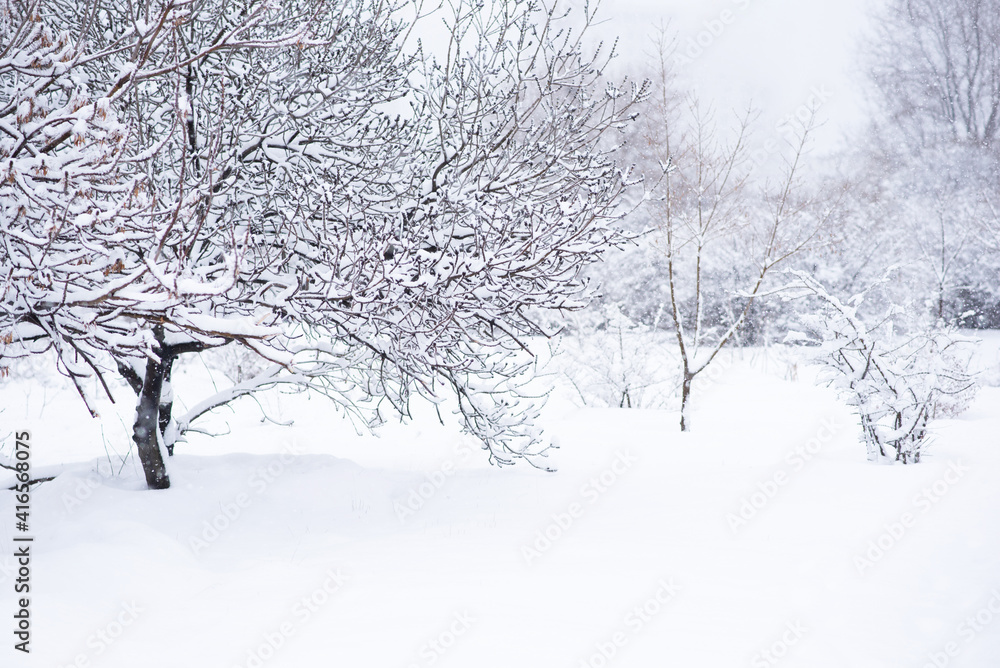 Fototapeta premium Winter snowy forest landscape. Background with snow branches on forest background.
