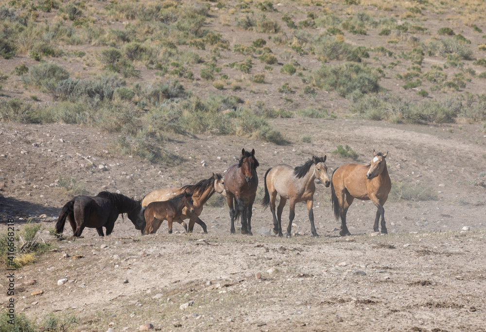 Fototapeta premium Wild Horses in spring in the Utah Desert