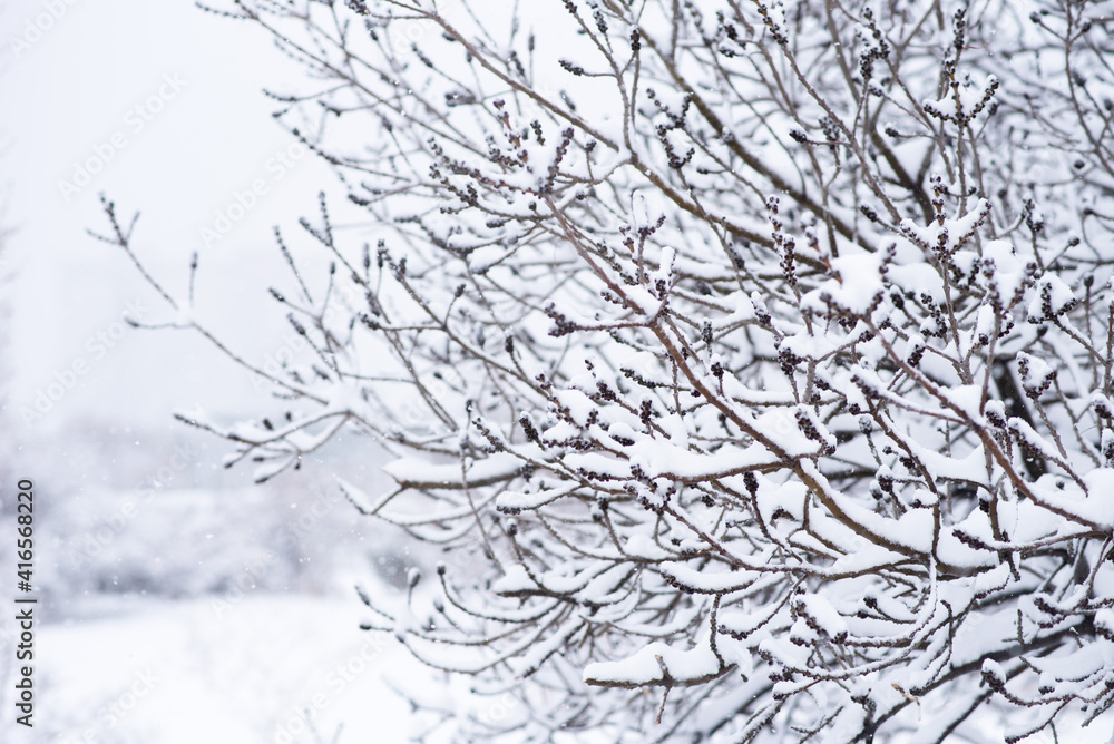 Winter snowy forest landscape. Background with snow branches on forest background. Winter snowy forest landscape. Background with snow branches on forest background.