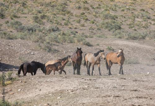 Wild Horses in spring in the Utah Desert