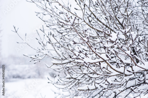 Wallpaper Mural Winter snowy forest landscape. Background with snow branches on forest background. Torontodigital.ca