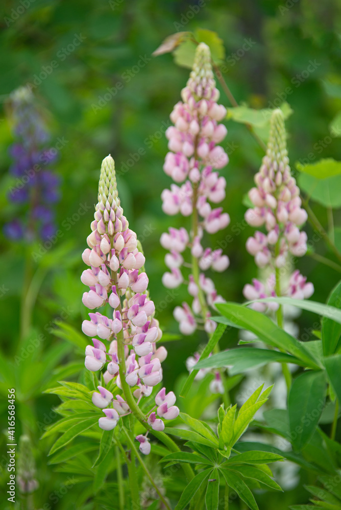 Purple lupines on a background of green plants in summer Purple lupines on a background of green plants in summer