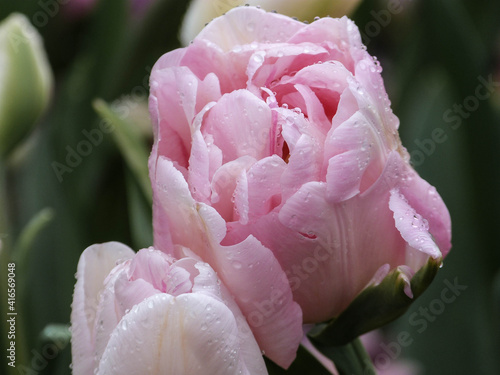 Fototapeta Naklejka Na Ścianę i Meble -  soft pink tulip with rain drops and green leaves in garden