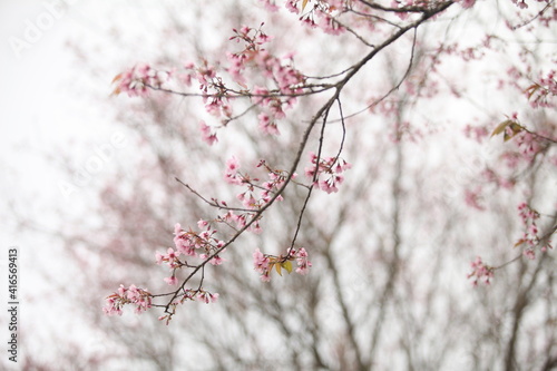 Sakura in Thailand