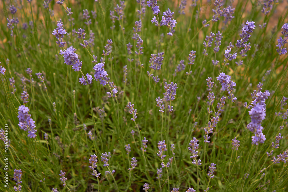 Blooming lavender in summer. Purple fragrant flowers on the field. Aromatherapy. Nature cosmetics.