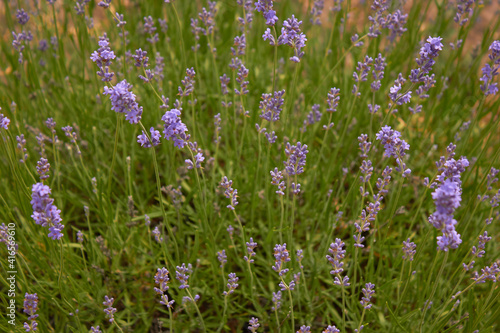 Blooming lavender in summer. Purple fragrant flowers on the field. Aromatherapy. Nature cosmetics.