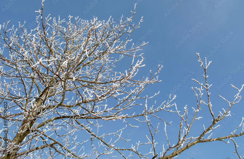 Frosty tree branches close up