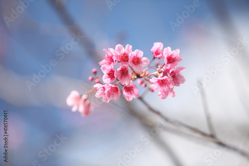 Sakura in Thailand