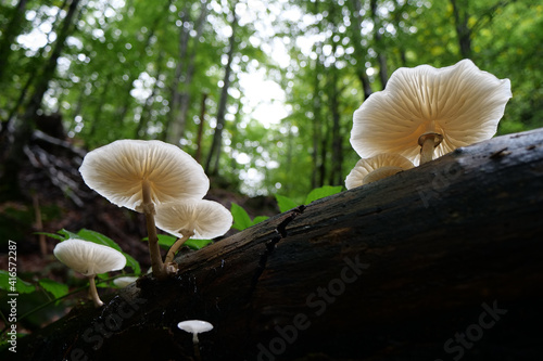 White mushrooms growing on a dead tree