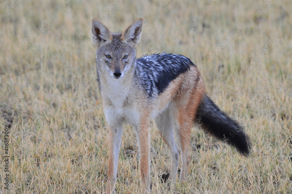 Jackal, Botswana Jackal, Botswana