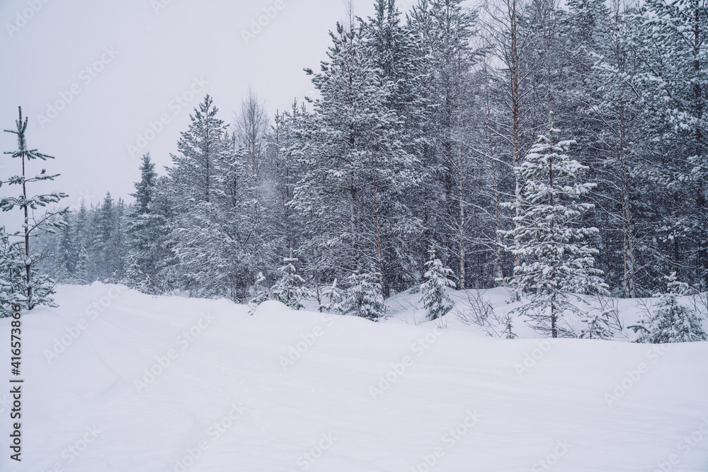 Naklejka premium White nature environment of northern freezing wood with tall trees in snow, picture of scenic winter location of national park in Lapland destination. Beautiful winter panorama at snowfall.