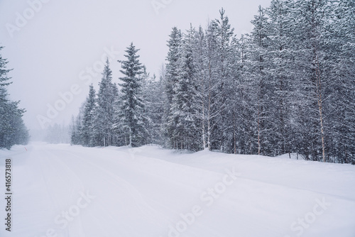 White nature environment of northern freezing wood with tall trees in snow, picture of scenic winter location of national park in Lapland destination. Beautiful winter panorama at snowfall. © eskstock