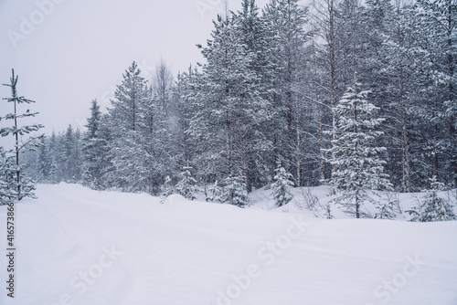 White nature environment of northern freezing wood with tall trees in snow, picture of scenic winter location of national park in Lapland destination. Beautiful winter panorama at snowfall.