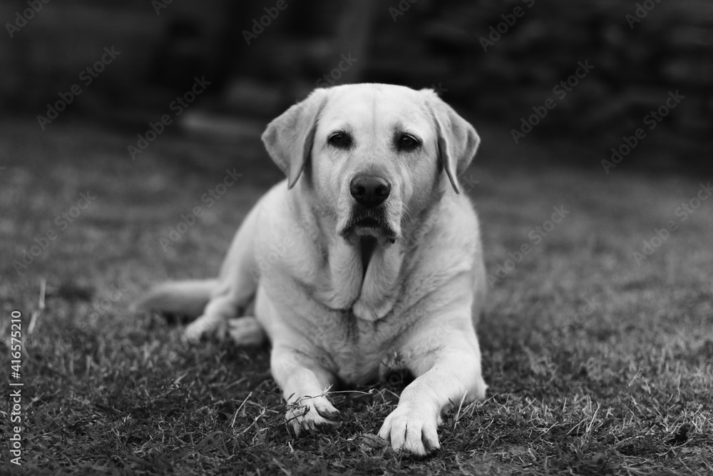 white labrador retriever white labrador retriever