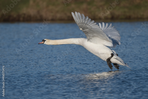 White Swan about to land