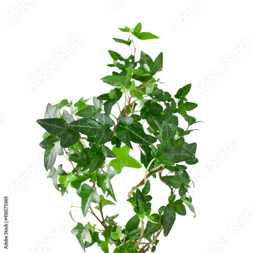 Green ivy plant (Hedera helix) isolated on a white background. Design element.