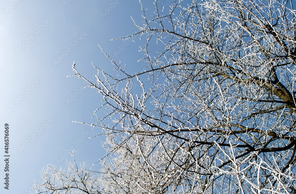 Obraz premium Frosty tree branches close up