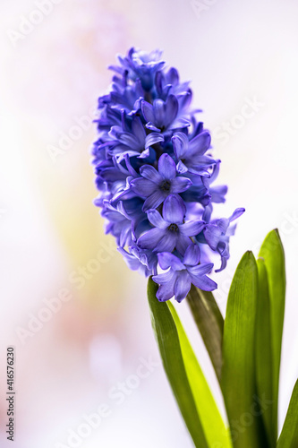 blooming purple hyacinth on a light background close-up