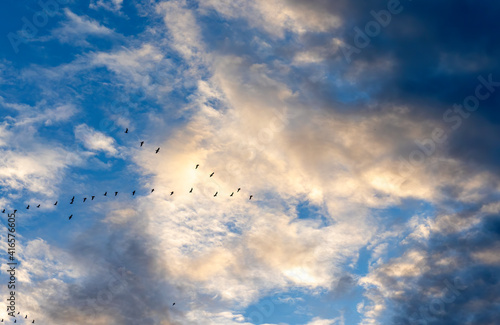 Aves a voar em formação em direção à tempestade © António Duarte