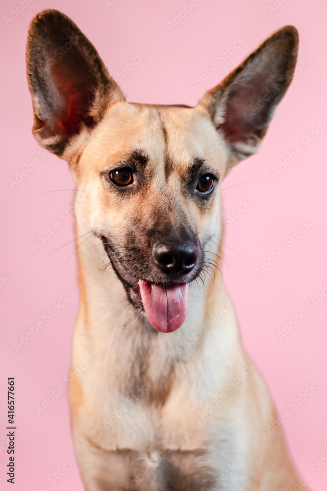 Fototapeta premium portrait of a shepherd on pink background