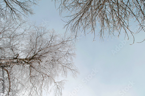 Birch branches covered with frost.