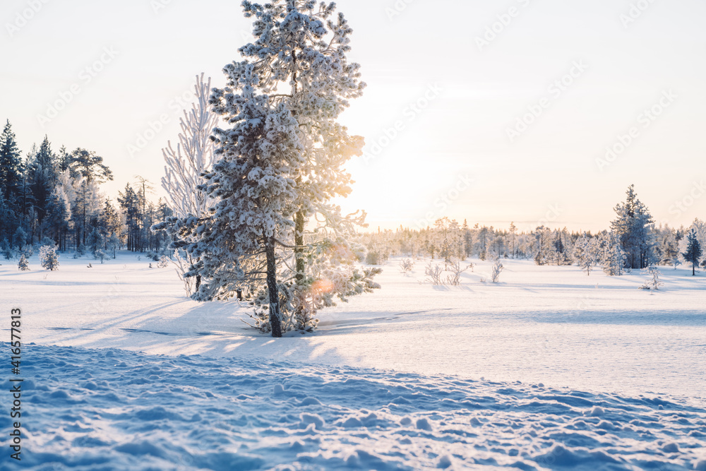 Fabulous frosty winter landscape in snowy forest. Sunset in the wood between the trees strains in winter period. Coniferous trees covered with white snow in Lapland.