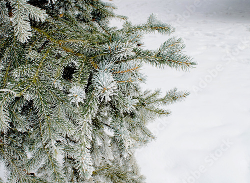 Spruce branches are covered with frost.