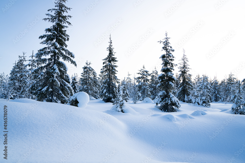Winter magical landscape. Frosty trees in snowy forest in the sunny morning. Tranquil winter nature in sunlight. Majestic atmosphere. Snow nature. Outdoor shot.