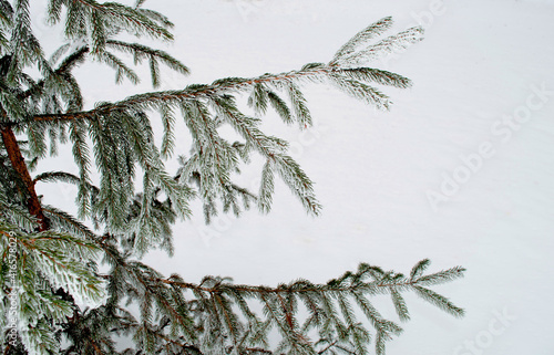 Spruce branches are covered with frost.