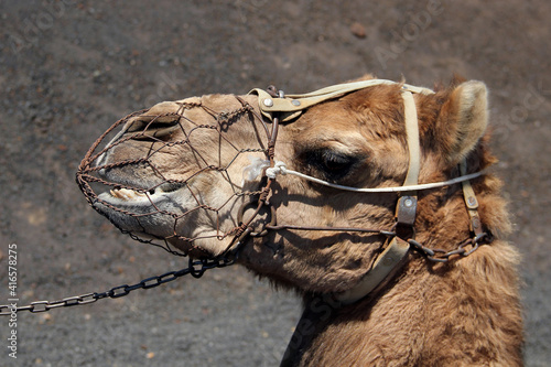 Camel At Timanfaya National Park, Lanzarote, Spain