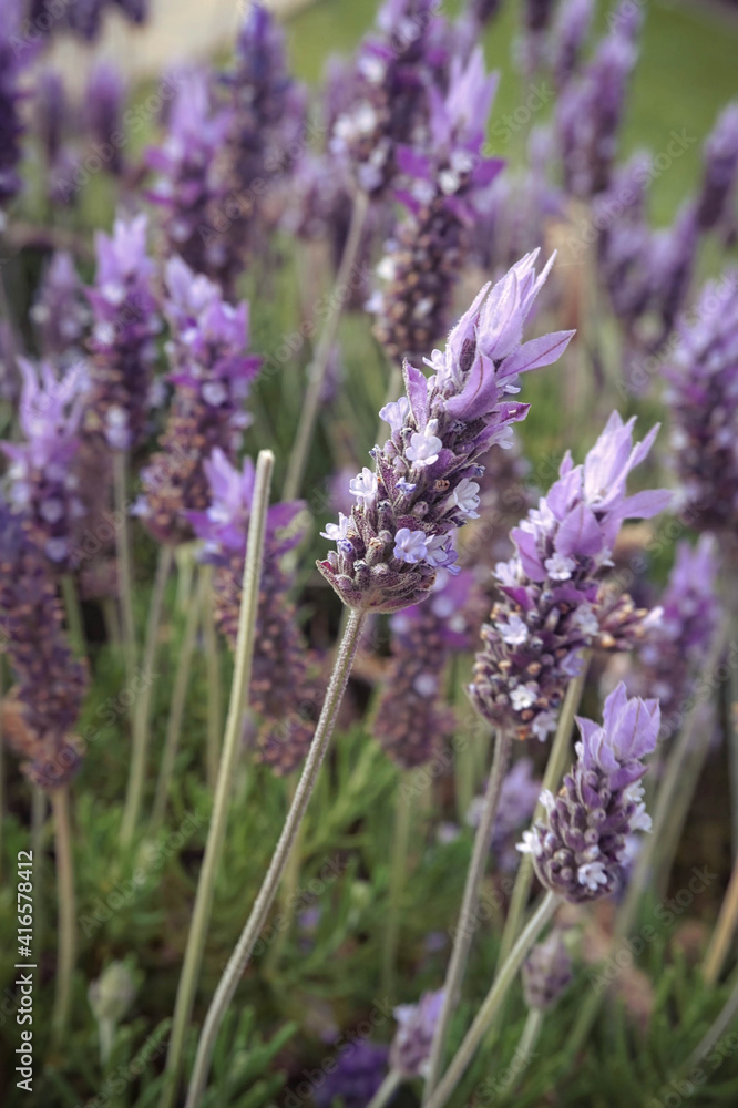 Obraz premium close up of lavender flowers