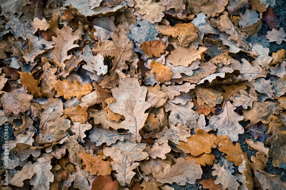 autumn leaves background autumn leaves background