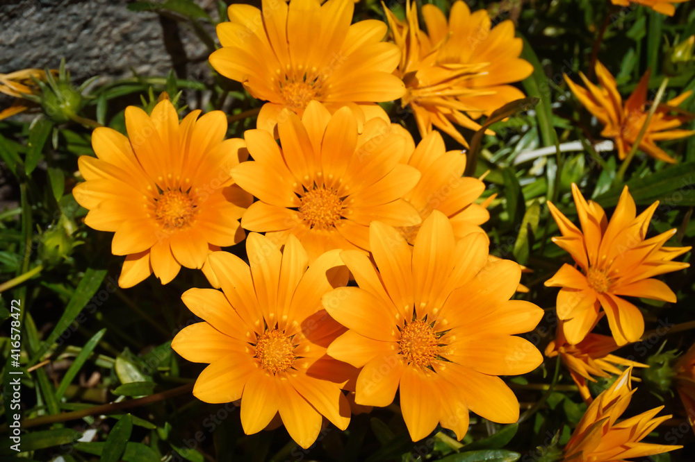 orange chrysanthemum flower orange chrysanthemum flower