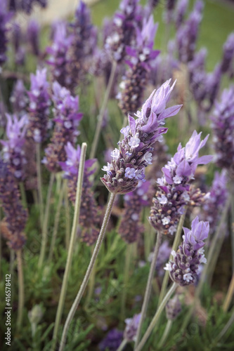 close up of lavender flowers