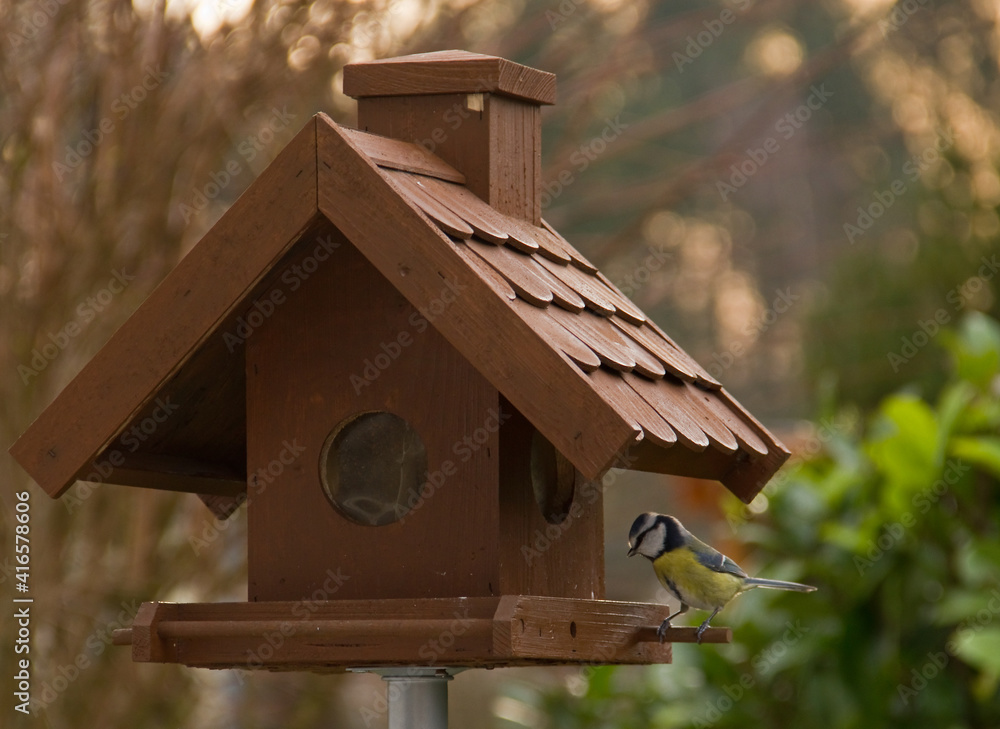 Birdhouse With Great Tit