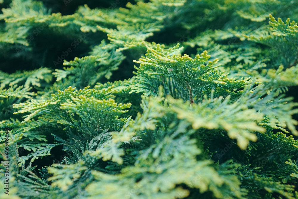 fern leaf background fern leaf background