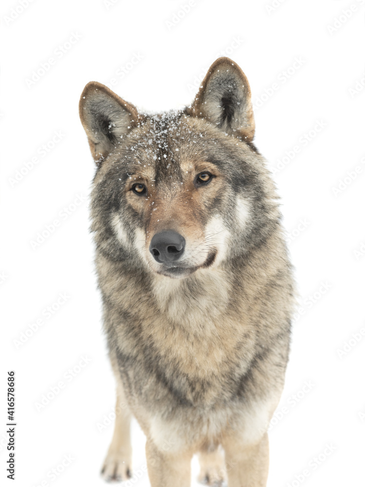 portrait of gray wolf with snowflakes on wool isolated on white background