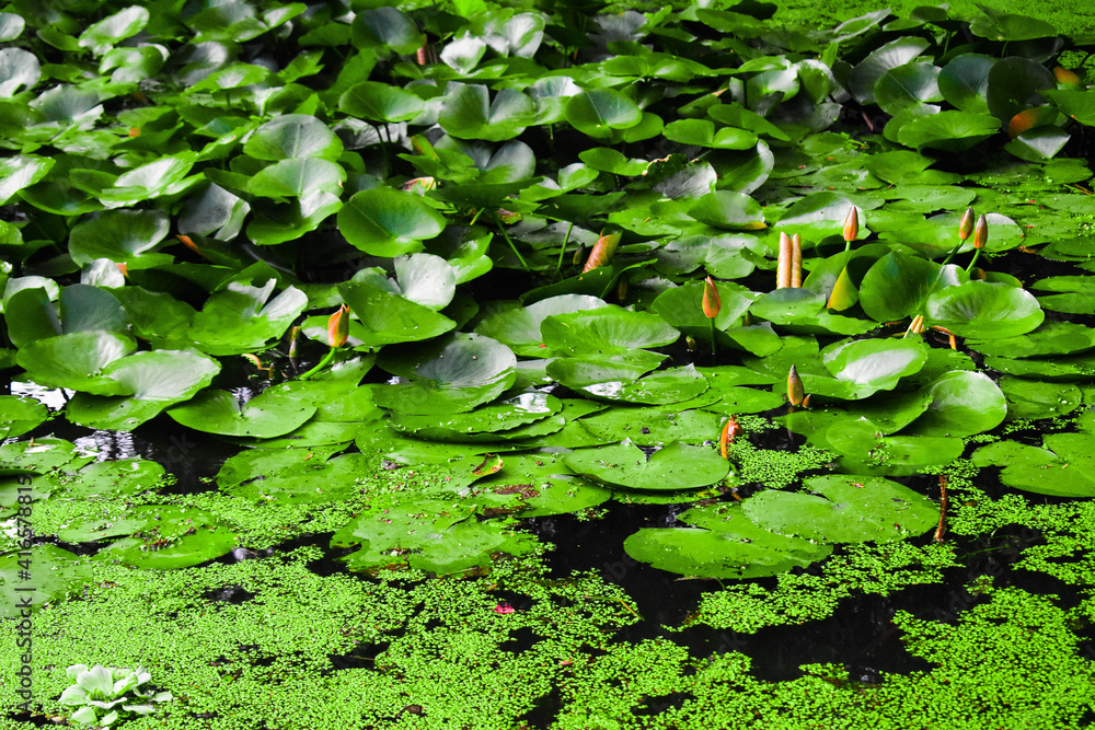 Small buds of lotus flower with green leaves in a lake Small buds of lotus flower with green leaves in a lake