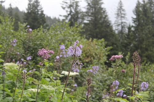 Flower Power in der Schweiz