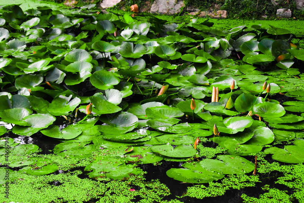 Small buds of lotus flower with green leaves in a lake Small buds of lotus flower with green leaves in a lake