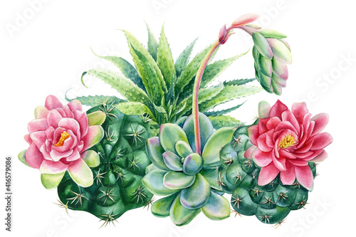 Flower bouquet, Composition of succulents haworthia, aloe, echeveria, cactus, watercolor botanical painting photo