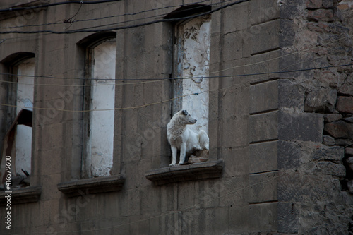 dog on the roof